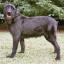 Paret Cattle Dog