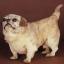 Happa Dog