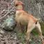 Kemmer Stock Hybrid Squirrel Dog