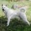 White Swedish Elkhound