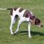 English Pointer