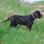 Gordon Setter
