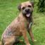 Border Terrier