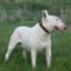 Bull Terrier
