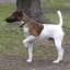 Fox Terrier Smooth