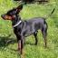 English Toy Terrier