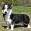 Welsh Corgi Cardigan