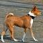 Basenji