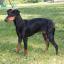 Manchester Terrier