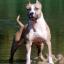 Staffordshire Bull Terrier