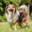 Shetland Sheepdog