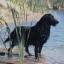 Flat Coated Retriever