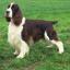 English Springer Spaniel