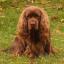 Sussex Spaniel