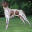 French pointing dog Gascogne type