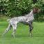 French pointing dog Pyrenean type