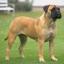 Bullmastiff