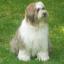 Tibetan Terrier