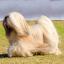 Lhassa Apso