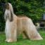 Afghan Hound