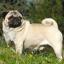 Pug