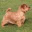 Norfolk Terrier