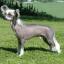 Chinese Crested Dog