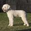 Romagna Water Dog