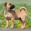 Jug -- Jack Russell Terrier X Pug