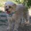 Poolky -- Poodle X Australian Silky Terrier