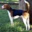 American Foxeagle -- American Foxhound X Beagle