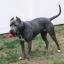 American Pit Corso -- American Pit Bull Terrier X Italian Corso dog