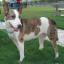 Aussietare -- Australian Shepherd X Bull Terrier
