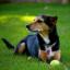 Meagle -- Miniature Pinscher X Beagle