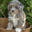 Miniature Aussiedoodle -- Miniature American Shepherd X Miniature Poodle