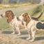 Basset de Artois