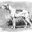 Perro Céris