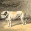 Perro de Larye