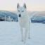 Husky blanco