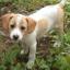 Jackabee -- Jack Russell Terrier X Beagle