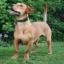 Jackshund -- Jack Russell Terrier X Perro salchicha