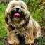 Shorkie Tzu -- Yorkshire Terrier X Shih-Tzu