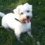 Wee-Chon -- West Highland White Terrier X Bichon de pelo rizado