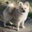 Weeranian -- West Highland White Terrier X Spitz de juguete / Pomerania