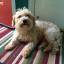 Westiepoo -- West Highland White Terrier X Caniche