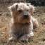 Yo-Chon -- Yorkshire Terrier X Bichon de pelo rizado