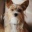 Yorkillon -- Yorkshire Terrier X Spaniel continental enano de compañía
