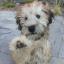 Aussie Wheaten -- Pastor Australiano X Soft Coated Wheaten Terrier irlandés