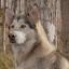 Mally Foxhound -- Malamute de Alaska X Foxhound Inglés