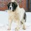 Maspyr -- Mastiff X Perro de Montaña de los Pirineos